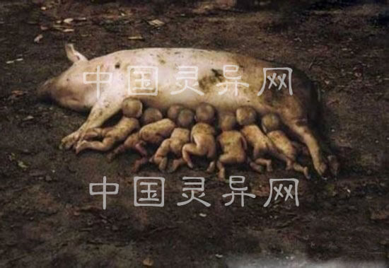 猪人