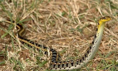 我们全家人被一条蛇救了一命!