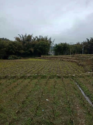 乱石压祖坟,后人尝苦果(远程看阴宅案例)