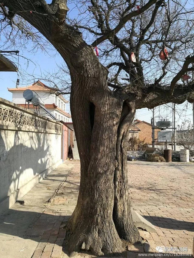 六百多年历史的古树