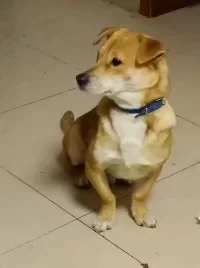 灵犬欢欢