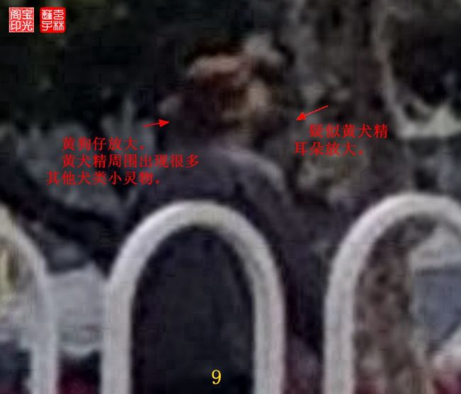 灵异照片:追拍黄犬精