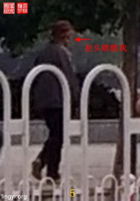 灵异照片:追拍黄犬精