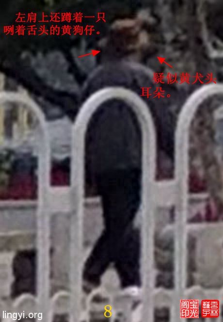 灵异照片:追拍黄犬精