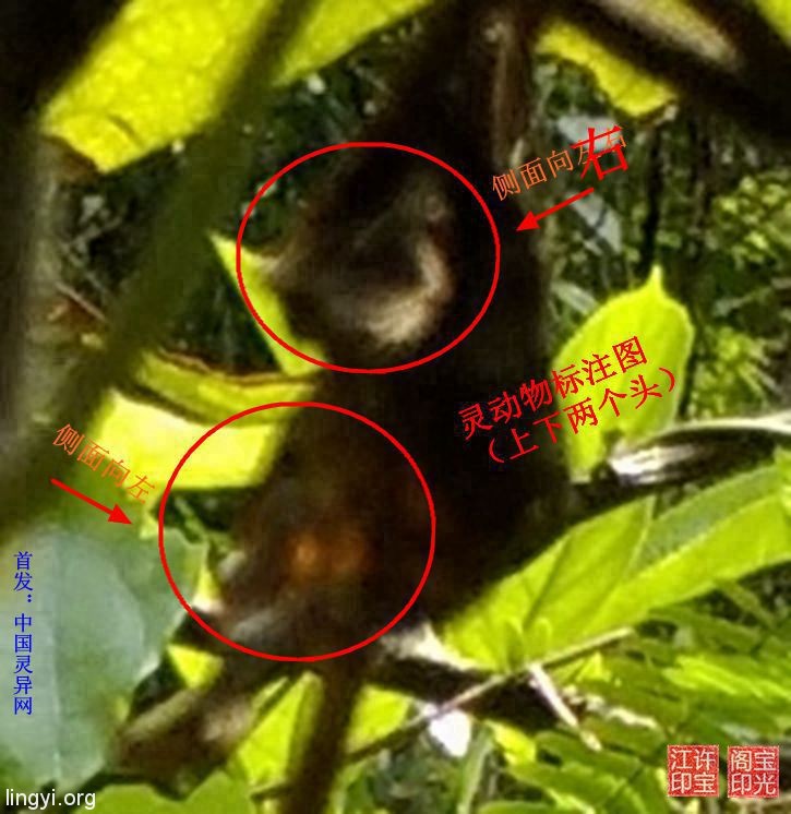 这是什么灵界小动物?