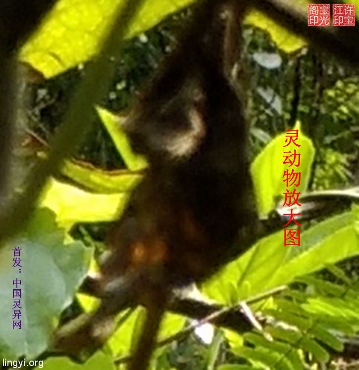 这是什么灵界小动物?