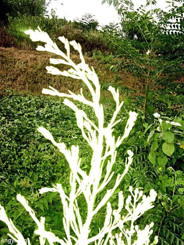 一花一世界,一叶一菩提