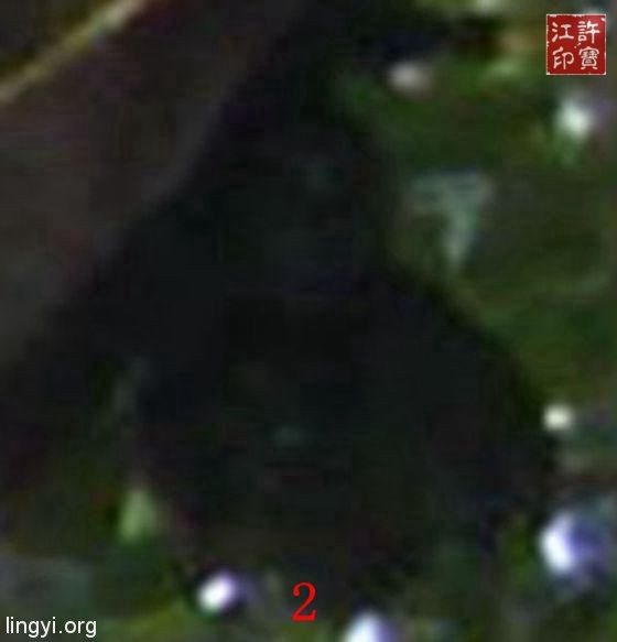 胶林猎奇(二)