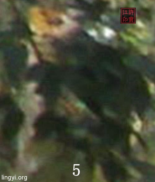 胶林猎奇(一)