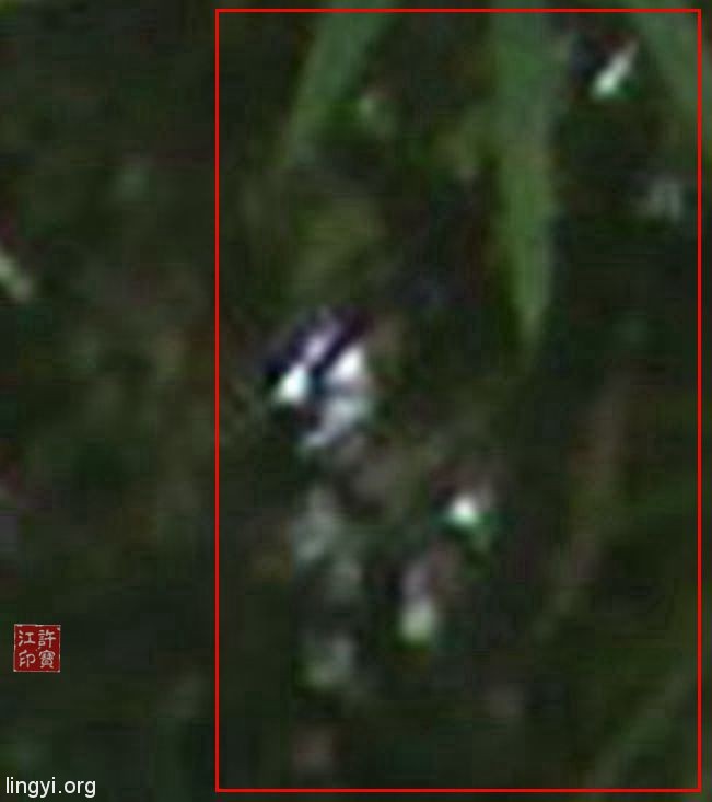有谁能看清楚这个竹林怪物吗?