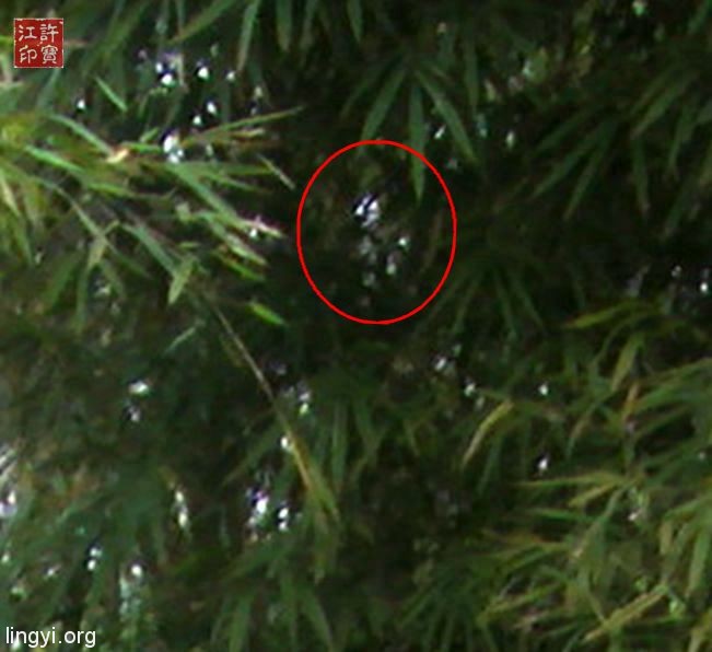 有谁能看清楚这个竹林怪物吗?