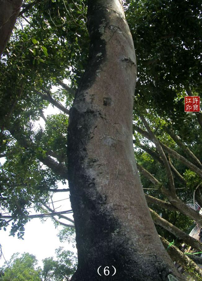 两个大女鬼及一些重拍照片对比