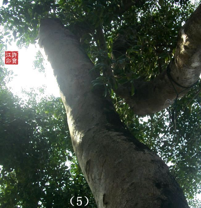 两个大女鬼及一些重拍照片对比