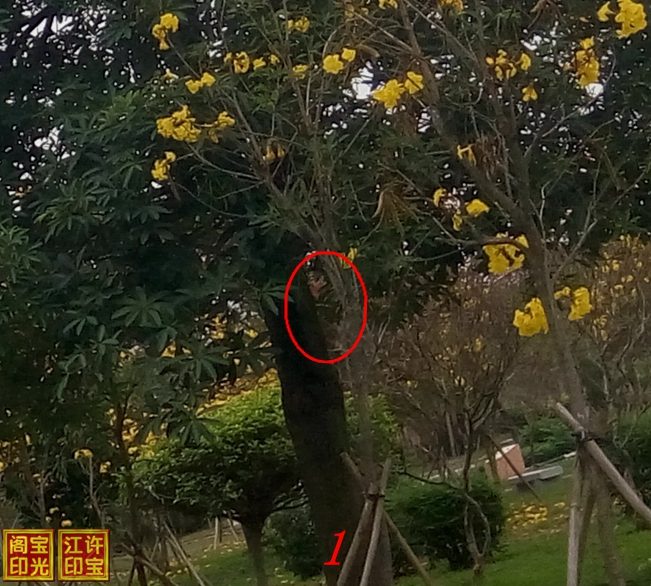 曙光农场自然生态园灵异拍摄之四:花树善灵