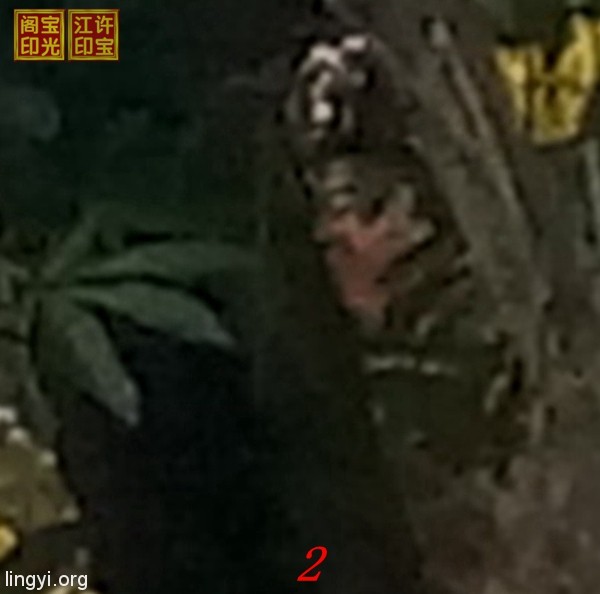 曙光农场自然生态园灵异拍摄之四:花树善灵