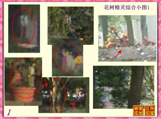 曙光农场自然生态园灵异拍摄之二:百态花树精灵