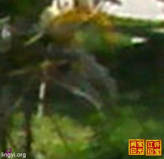 曙光农场自然生态园灵异拍摄之二:百态花树精灵