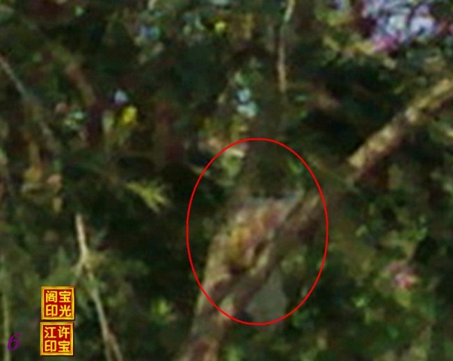 曙光农场自然生态园灵异拍摄之二:百态花树精灵