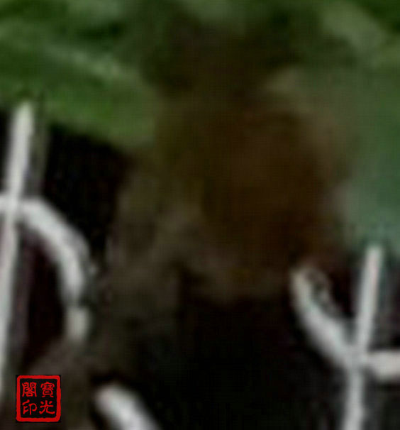 动物·女士