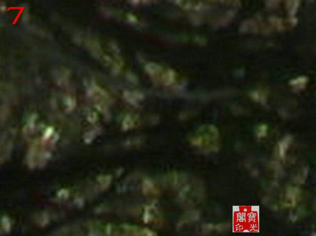 丛林里偷瞧扫墓的小精灵们