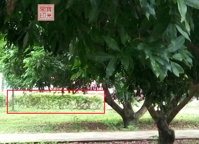 是灵族们的临时“合照”还是灵师大手笔的“浮雕”作品?