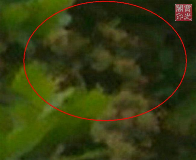 花树精灵爱春天