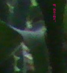 我的小精灵们