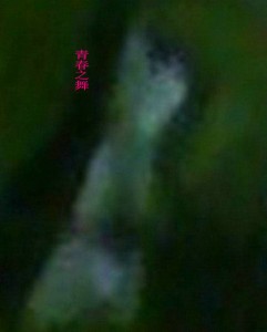 我的小精灵们
