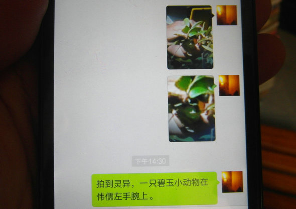灵异照片:碧玉小动物