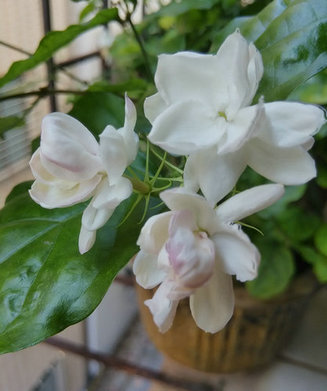 茉莉花神 闻香归来