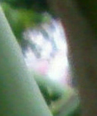 茉莉花神 闻香归来