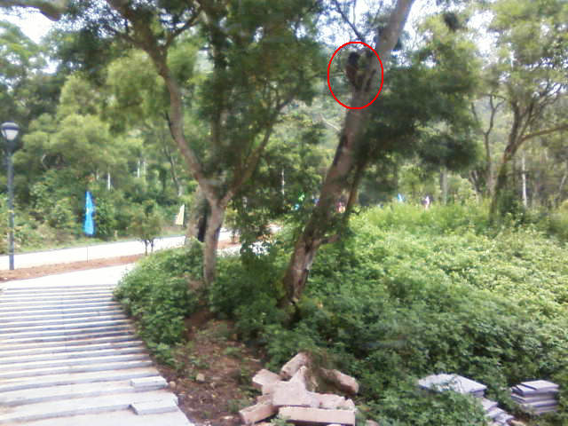谁家阿哥爬树上(手机拍摄)