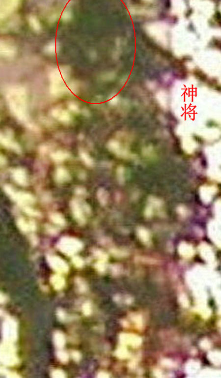 “小神树”显灵图