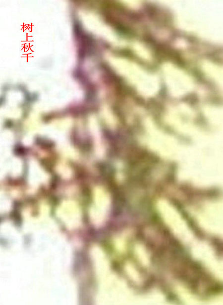 “小神树”显灵图