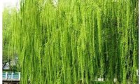 农村院子里尽量不要种这4种树