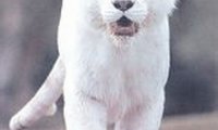 《异兽录》能更新会继续更新