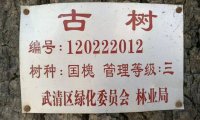 六百多年历史的古树