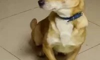 灵犬欢欢