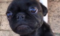 狗狗和小孩都能看见鬼