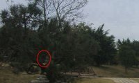 震撼:岭南圣母(冼太夫人)故里灵异特展(九)