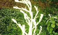 一花一世界,一叶一菩提