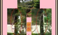 曙光农场自然生态园灵异拍摄之三:轻轻转脸、美人嘴