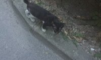 鬼节遇到诡异的黑猫