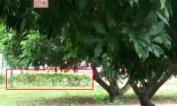 是灵族们的临时“合照”还是灵师大手笔的“浮雕”作品?