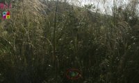 精彩灵异仙姑岭之三:灵光异彩有乾坤