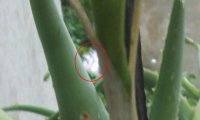 茉莉花神 闻香归来