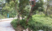 谁家阿哥爬树上(手机拍摄)