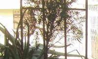 “小神树”显灵图