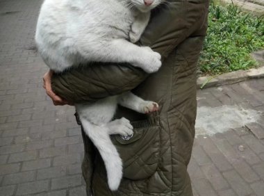 毒辣的大白猫