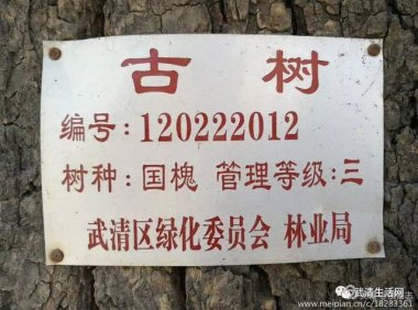 六百多年历史的古树